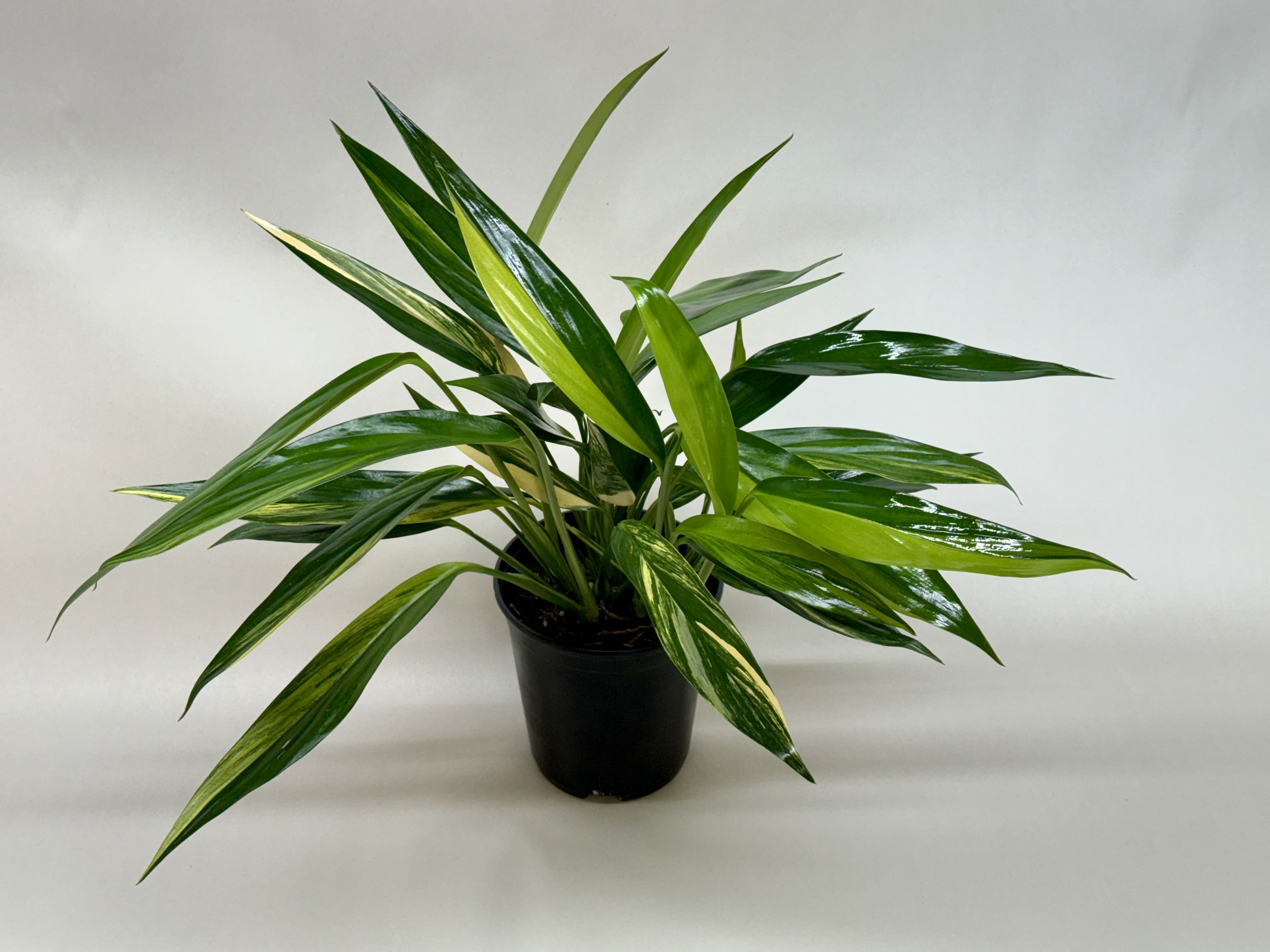Silver Streak Pothos Review: Is a $44.99 Pothos Ever Worth It?